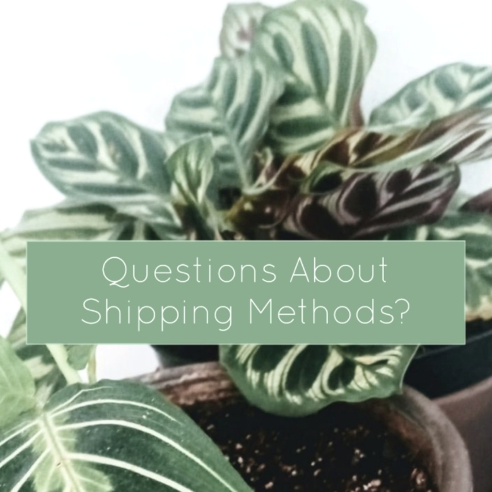 Shipping Plants